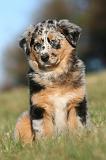 BERGER AUSTRALIEN PUPPIES 771